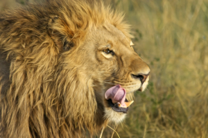 South African Lion616268617 300x200 - South African Lion - Tiger, South, Lion, African